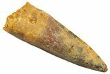 Fossil Spinosaurus Tooth - Real Dinosaur Tooth #344509-1
